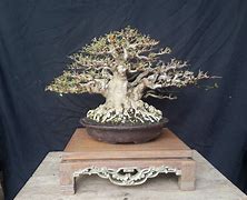 Bonsai Anting Putri Lagu